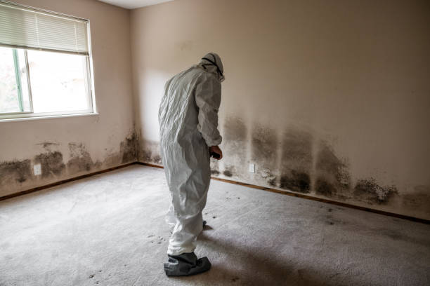 Best DIY Mold Remediation Support Services in Velda City, MO