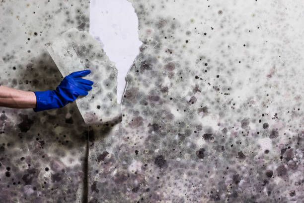 Velda City, MO Mold Remediation Company