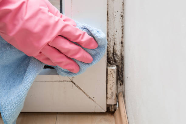 Best Residential Mold Remediation in Velda City, MO