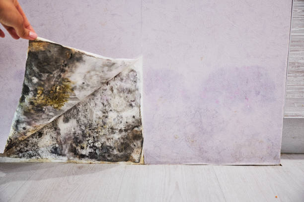 Best Health and Safety Mold Remediation in Velda City, MO